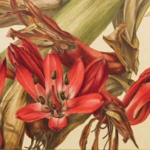 Mali Moir - Spear Lily Detail - 2011