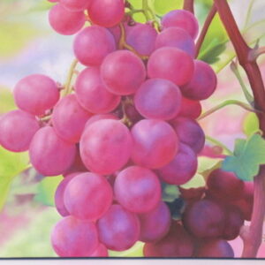 Grapes in Focus - 2010
