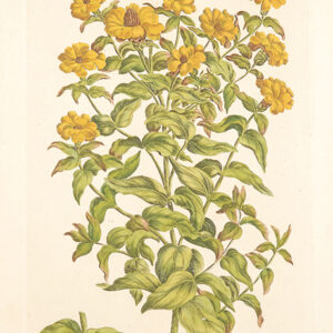 John Hill - The British Herbal 1785 - CGW381535-5