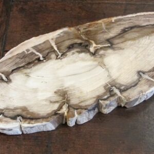 Australian opalised wood