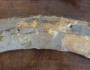 Woolly Mammoth Tusk and Hair 8000 BC - AA1762