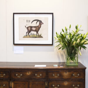 Capra - 19th Century coloured lithograph animal - CGW134468-3.1