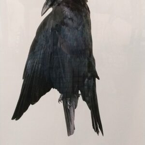 The Sirens - Ryan Ponsford