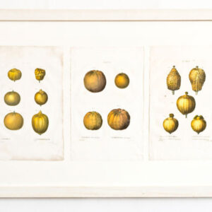Redoute - A decorative framed arrangement of three early 19th Century Redoute hand coloured prints - 1820 - CGW500