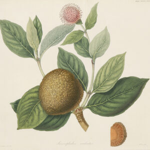 Redoute - Early 19th Century Redoute hand coloured floral prints