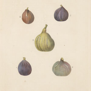 Redoute - Early 19th Century Redoute hand coloured figs - CGW381535/2