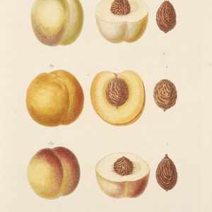Redoute - Early 19th Century Redoute hand coloured fruit prints