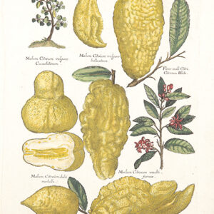 DeBry - Florilegium Renovatum et Actum - 1641