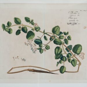 Draakestein - 'Talu-dama' - 1686