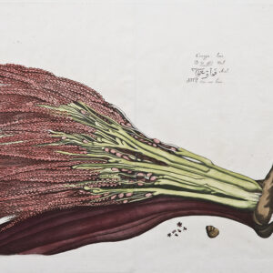 Draakestein - Hortis Indicus Malabaricus Caunga -1686