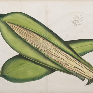 Draakestein 'Caunga' 1686