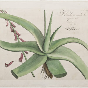 Draakestein 'Kadanaku aut catevala' 1686