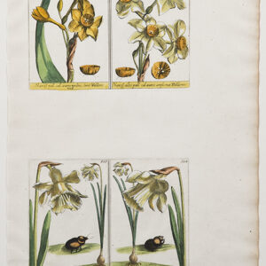 Barrelier - 1714 - CGW381542-3