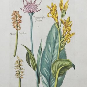 DeBry - Florilegium Renovatum et Actum - 1641 - CGW381501-2