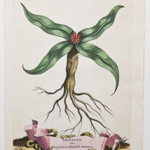 Munting - 'Sidereon' 1696