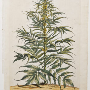Blackwell - "Luteola Cannabinoides Cretica" 1730