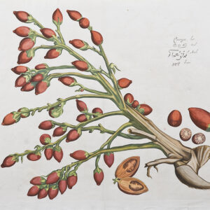 Draakestein - A collection of 15 unframed prints - Hortus Indicus Malabaricus - 1686