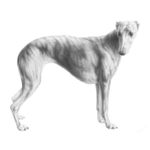 Champion Animals - Mali Moir 2014