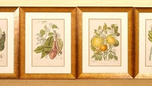 Twining - 'Illustrations of the Natural Orders of Plants'