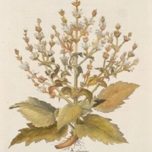 Besler - "Aethiopis" - Third Edition 1713