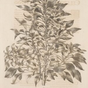 Besler - "Amaranthus Tricolor" - GWF337