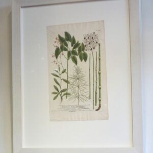 Weinman - "Epidendrum" (479) - 1736