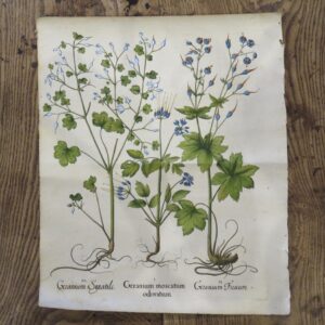 Besler - Geranium Moscatum Odoratum