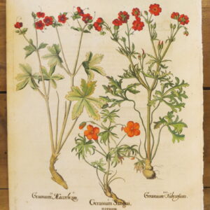 Besler - 'Geranium Sangui'