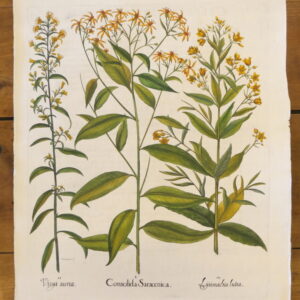 Basil Besler - "Consolida" (orange/yellow) – 1613 - CGW134484/6