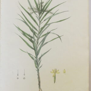 Englemann (unframed collection) - 1830 - CGW134463-11