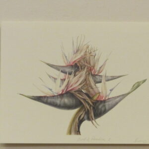 Mali Moir (unframed collection) - 2000