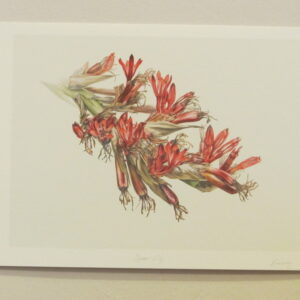 Mali Moir (unframed collection) - 2000