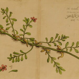 Draakestein (unframed) - 'Nir-Carambu' (F51) – 1686 - CGW134469-10.6