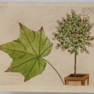 Draakestein (unframed) - "Hina Paretti" - 1686 - CGW134469-10.5