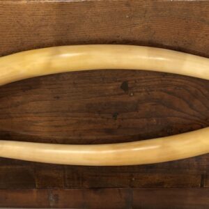 Pair of 19th Century Ivory Elephant Tusks