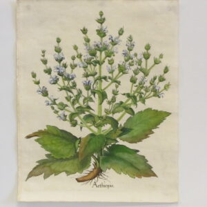 Besler - "Aethiopis" - Second Edition 1644 - CGW134476-2