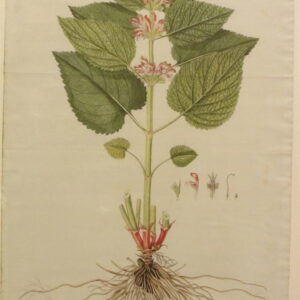 Waldstein - "Lamium Orvala" - CGW134461-2