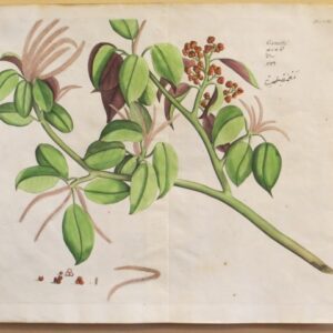 Draakestein - 'Cametti' - 1686