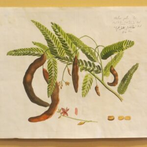 Draakestein - 'Balam-pulli' - 1686