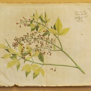 Draakestein - 'Cara-nosi' - 1686