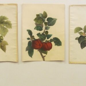 Bessa/Lambat - 1820 - CGW134463-10