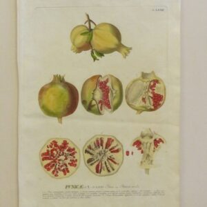 Trew - "Pomegranate" - 1750 - CGW134463/7