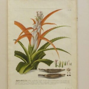 Trew - "Bromelia" - 1750 - CGW134463/7a