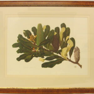 Rosser -'Banksia Robur' - 1973 - CIP505