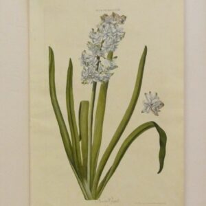 Trew - "Hyacinthus VIII" - 1750 - CGW134463/9