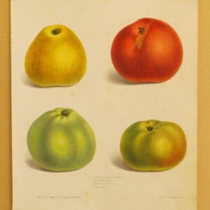 Ronald's Apples - 1850 - CFGW134485-1-15
