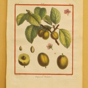 Duhamel Du Monceau - Fruit - 1760 - CGW134485-2-23