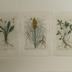 Blackwell (unframed) - 1730 - CGW381543