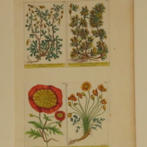 Barrelier (unframed collection) - 1714 - CGW381542