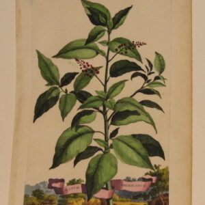 Munting Selection (unframed) - 1696